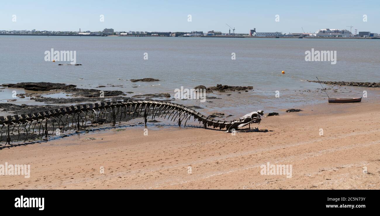 Saint-Brevin , Aquitaine / France - 04 26 2020 : serpent d'océan à Saint Brévin les pins plage de sable estuaire de la Loire Banque D'Images