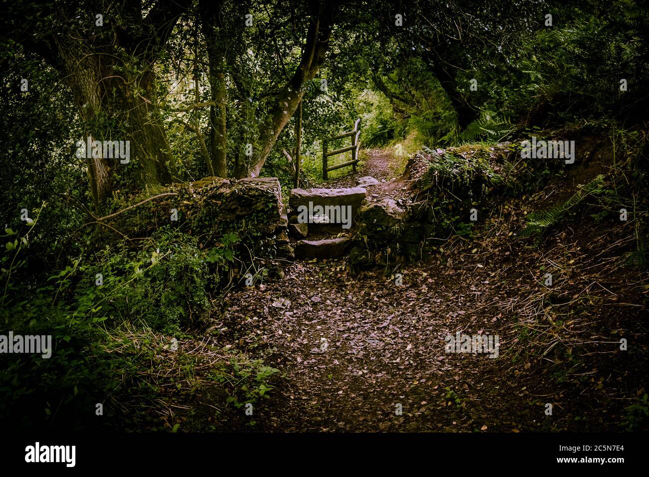 Une vieille pierre s'entaille sur un sentier de Metha Woods dans la vallée de Lappa, près de St Newlyn East, dans les Cornouailles. Banque D'Images