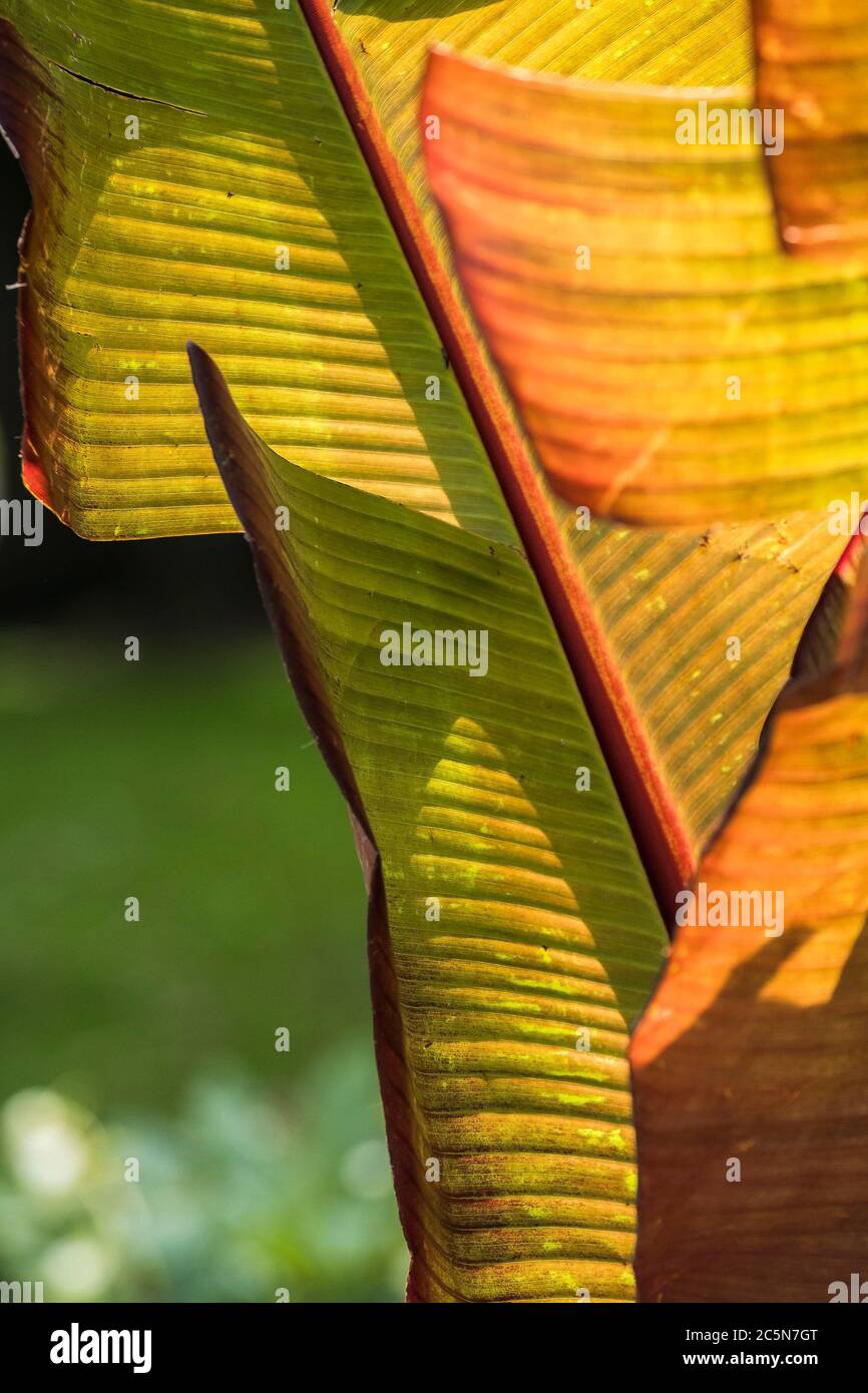 Dommages à la feuille d'un arbre de Musa Basjoo causés par des vents forts. Usine de banane. Banque D'Images