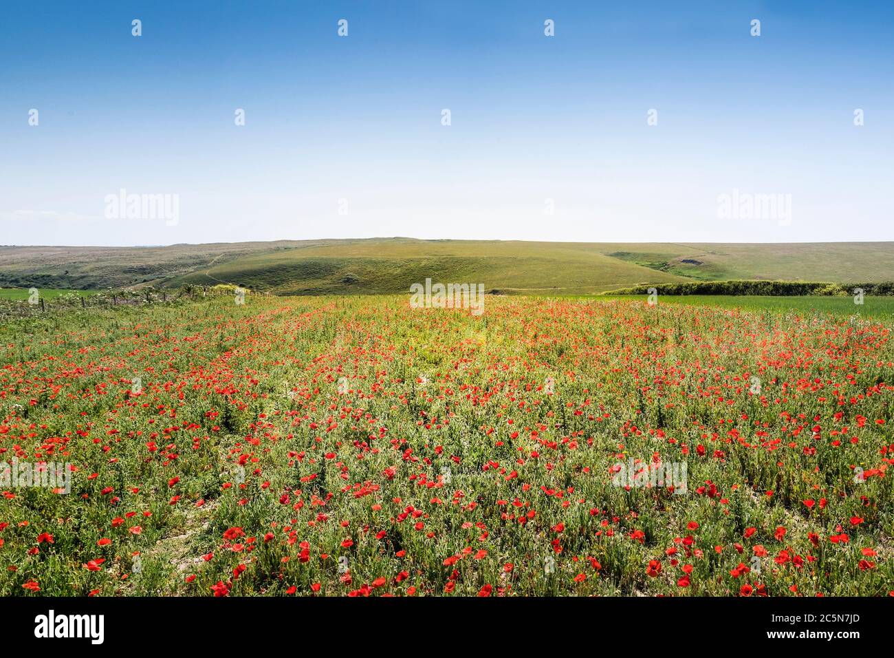 La vue spectaculaire d'un champ de coquelicots papapas de croissance rhoeas dans le cadre du projet de champs arables sur Pentire point West à Newquay en Cor Banque D'Images