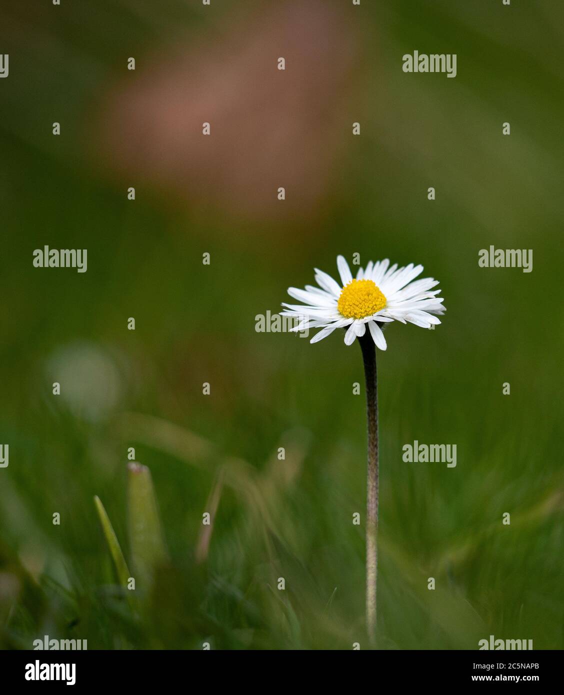 Une Marguerite dans un champ Banque D'Images