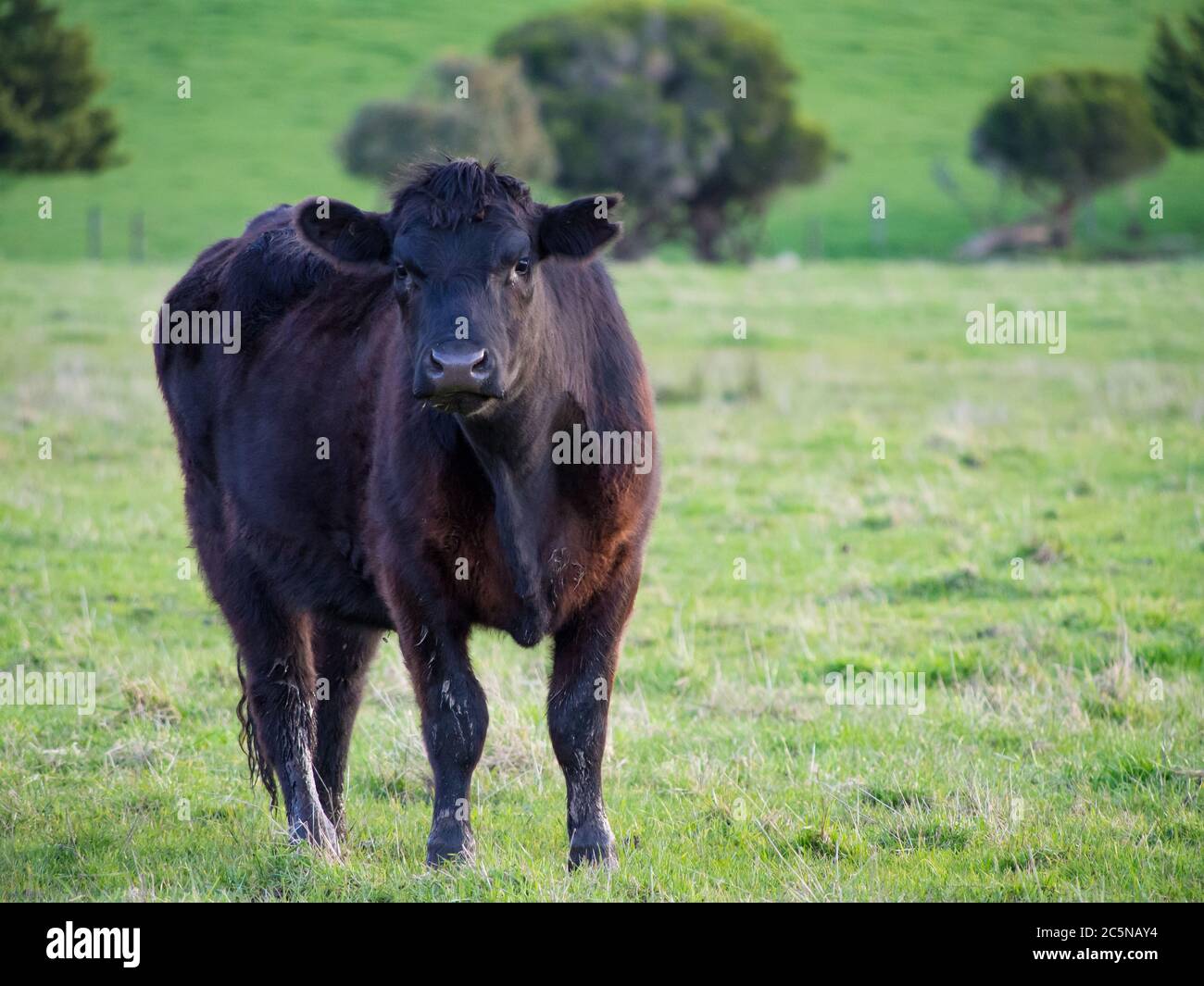 Une vache de bœuf Black Angus dans un pâturage Banque D'Images