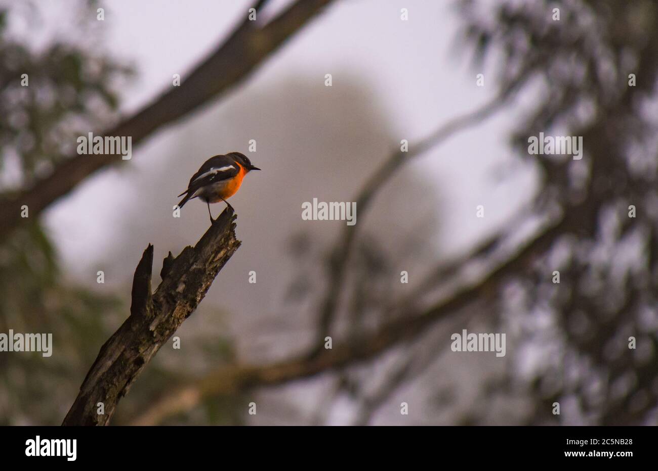 Un Scarlet Robin - Petroica boodang Banque D'Images