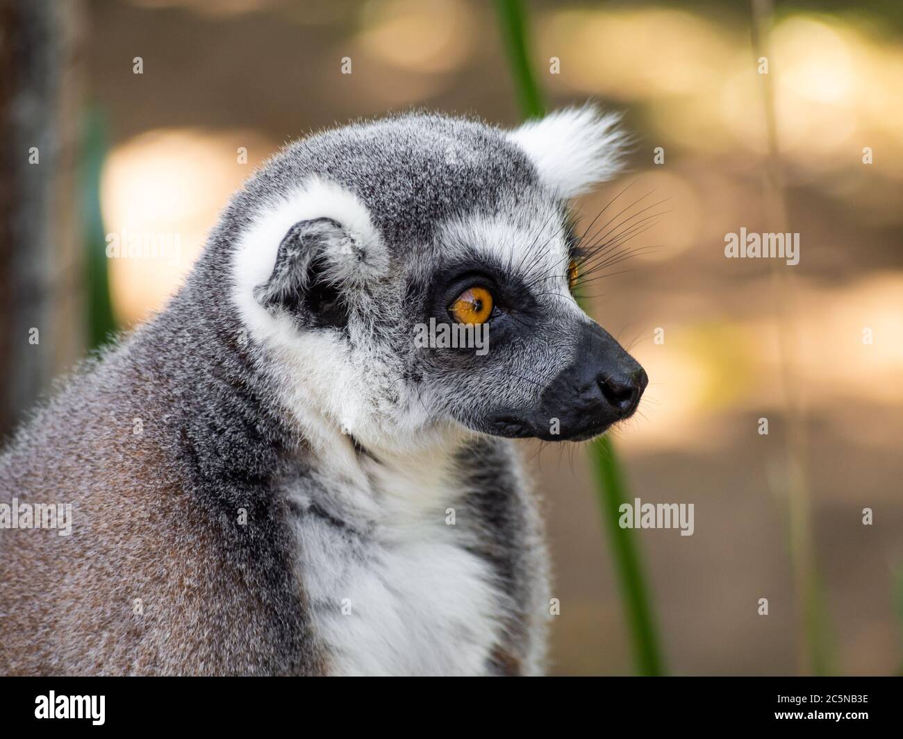 Un portrait de Lemur à queue d'anneau - Lemur catta Banque D'Images