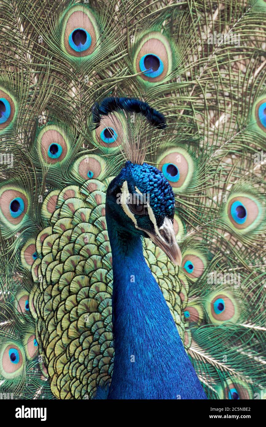 Portrait en gros plan d'un peafabou ou d'un paon bleu montrant ses plumes enjambées (Pavo cristatus) Banque D'Images