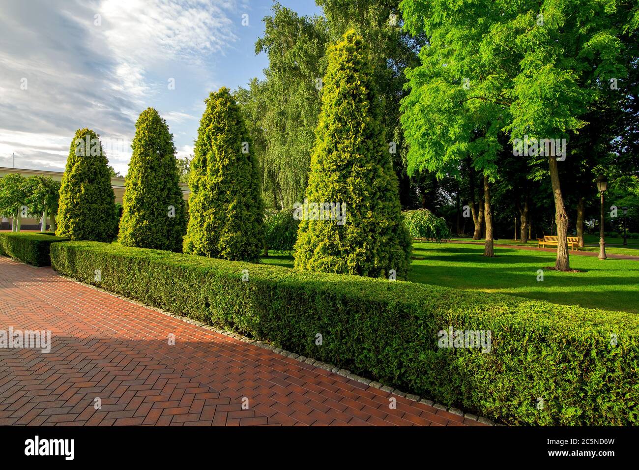 un parc avec haie de buis et thuya à feuilles persistantes et grands arborvitae arbres avec des nuages dans le ciel le jour ensoleillé d'été. Banque D'Images