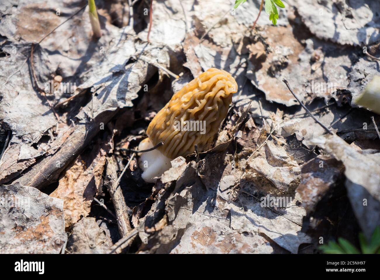 Champignon Morchella sur le sol. Recherchez les champignons morilles. Banque D'Images