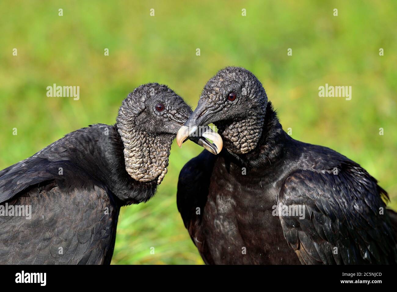 Le couple vautour noir a un moment tendre. Banque D'Images