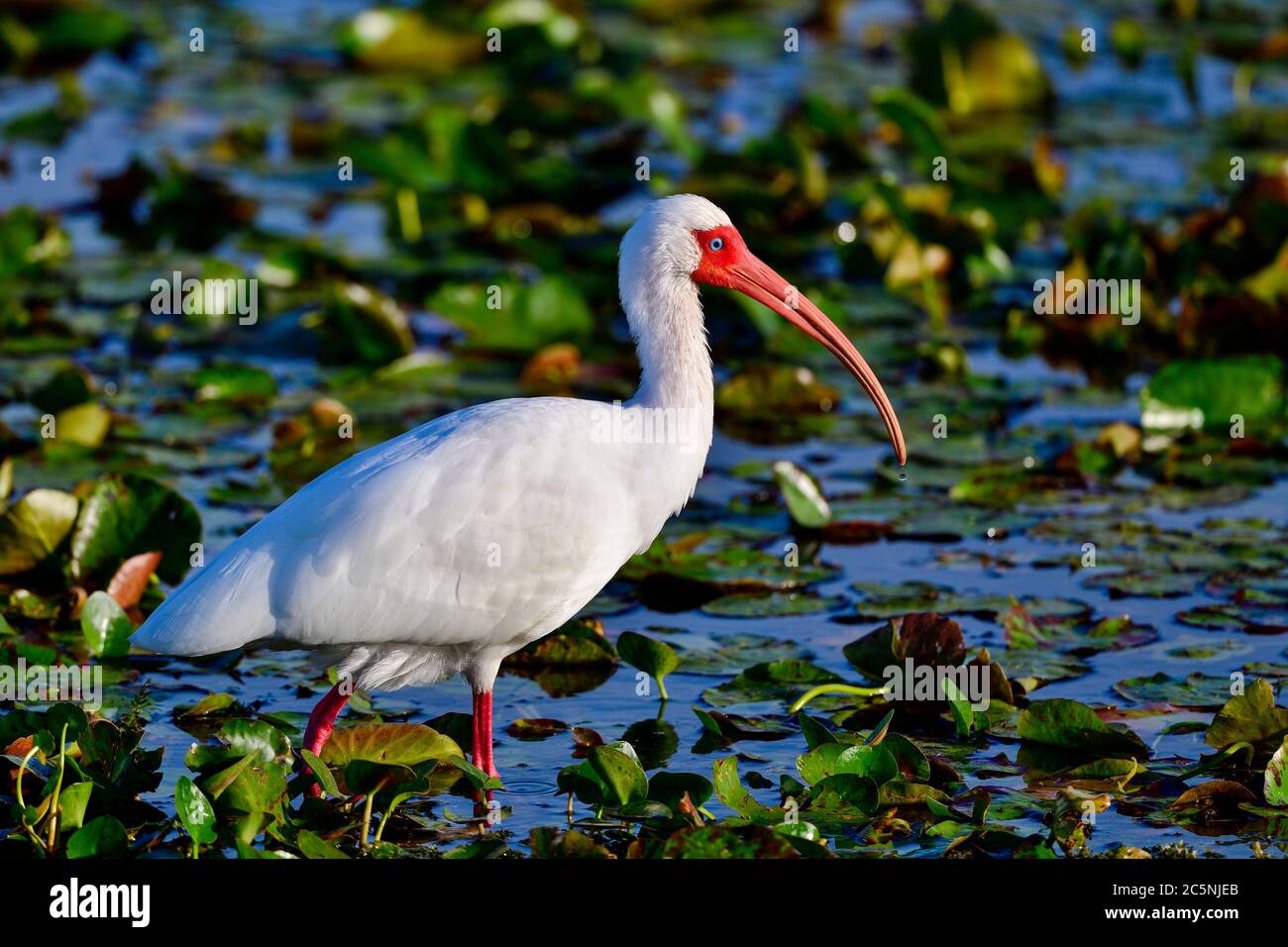 Ibis blanc dans les couleurs de reproduction Banque D'Images
