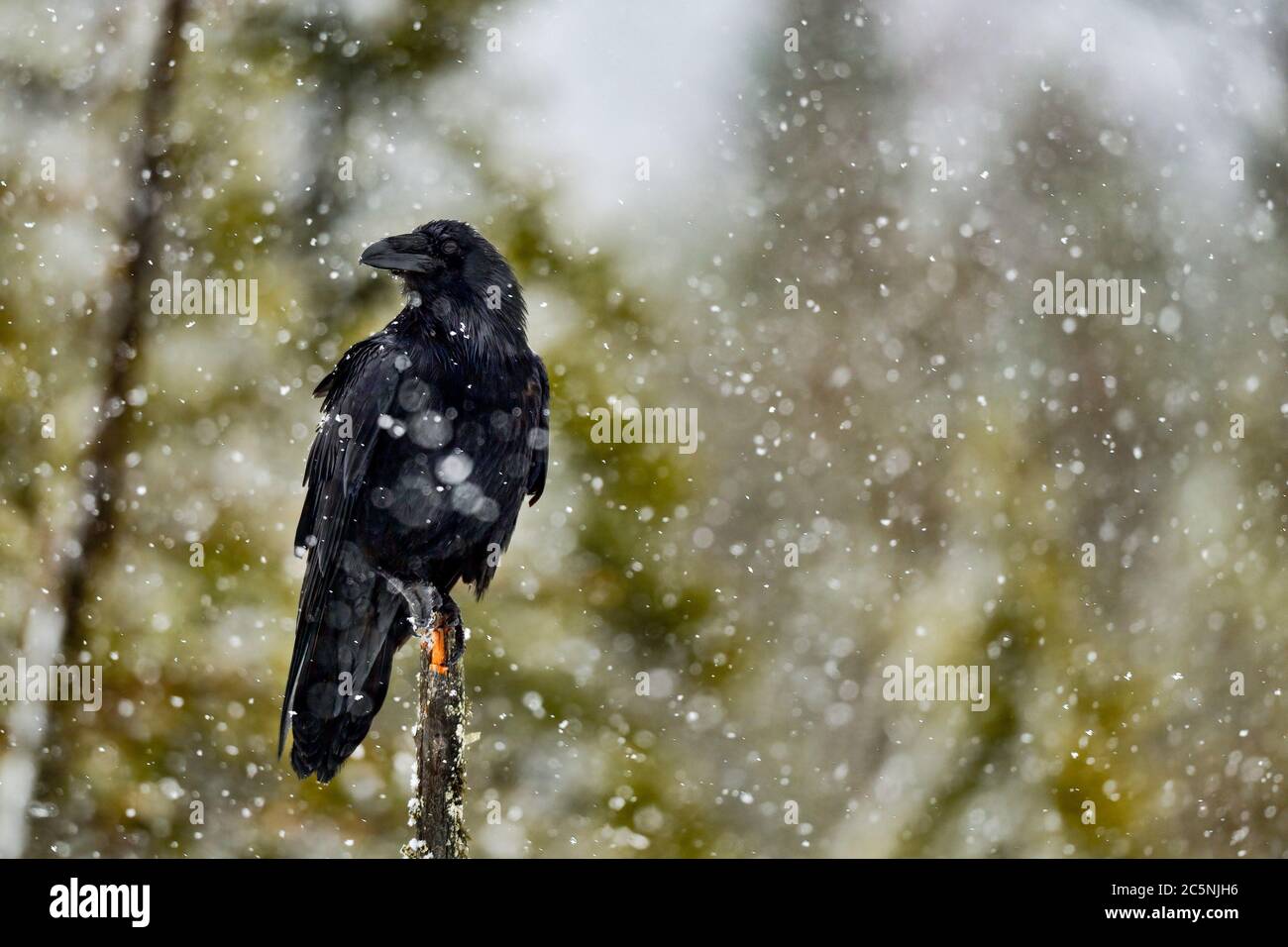Corbeau commun dans de fortes chutes de neige dans le nord de la Finlande Banque D'Images