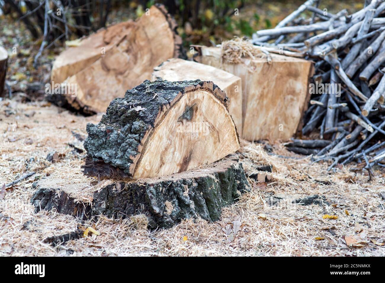 coupez un arbre de près sur les hors-bord. Banque D'Images