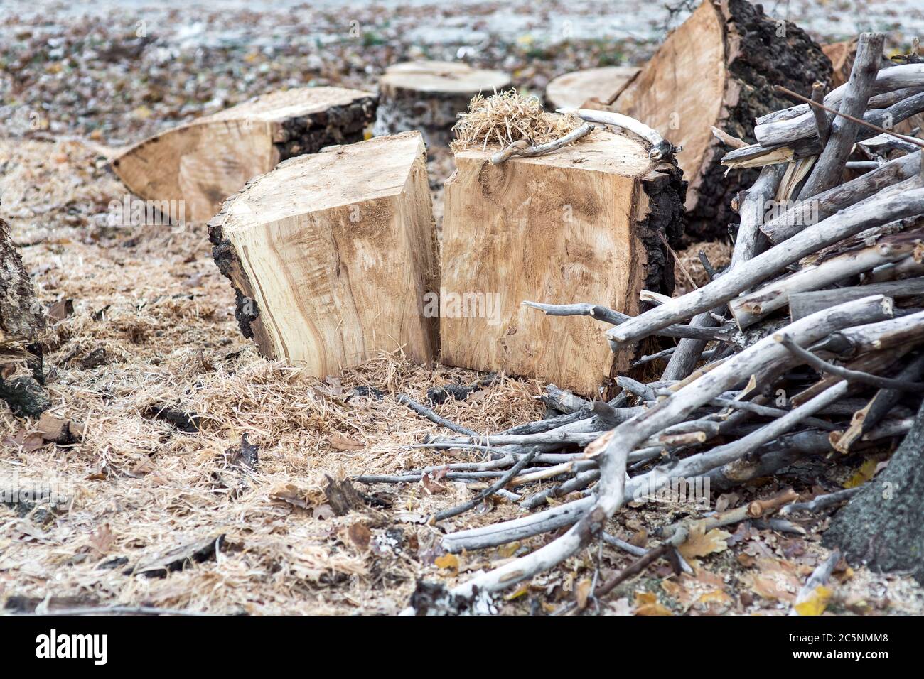 coupez un arbre dispersé de sciure et plié sur une pile de branches. Banque D'Images