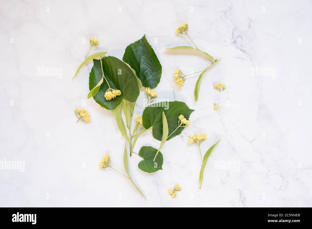 Linden fleurs et feuilles sur une table en marbre blanc comme arrière-plan Banque D'Images