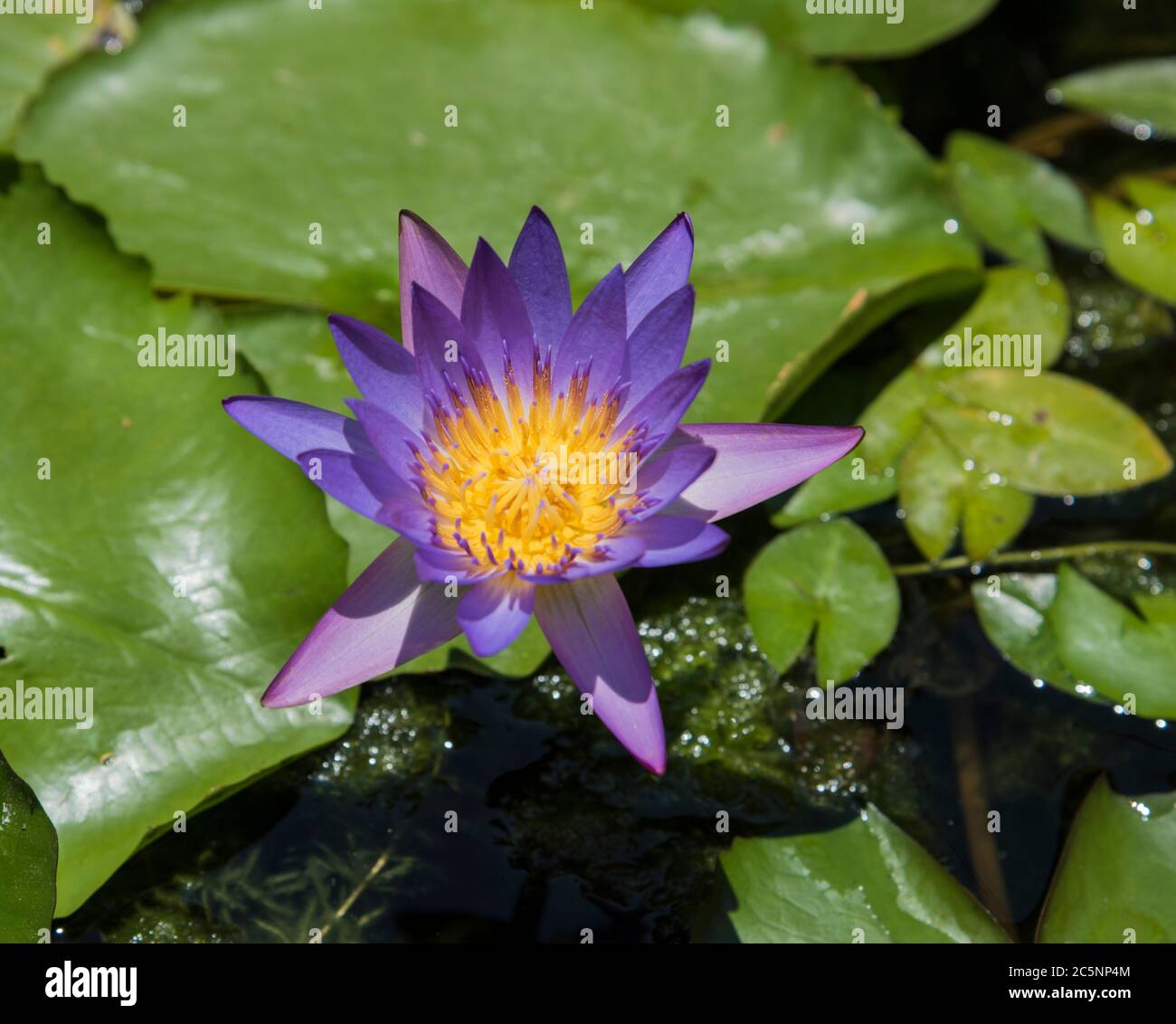 Nénuphars asiatiques Nymphaea Stellata Banque D'Images