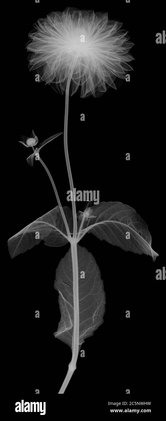 Tige de fleur de chrysanthème avec feuilles, rayons X. Banque D'Images