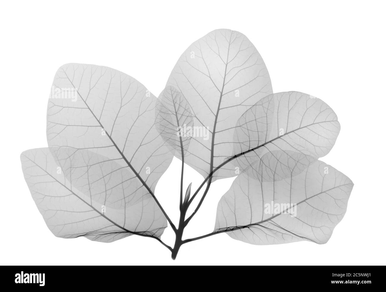 Feuilles de brousse (Cotinus sp.), rayons X. Banque D'Images