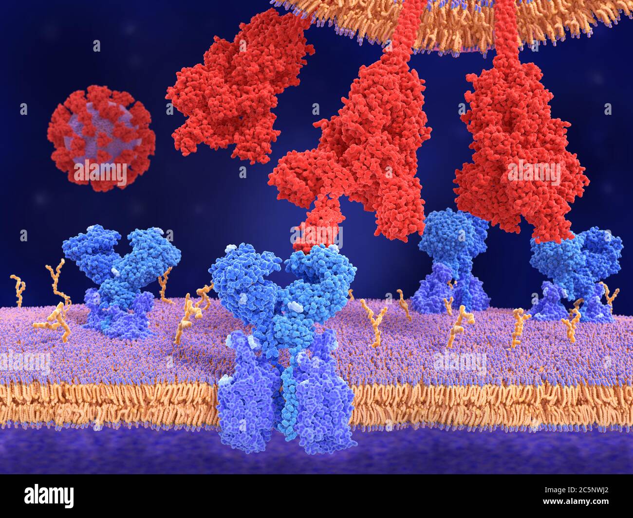 Modèle moléculaire d'une protéine (rouge) de pointe du coronavirus (S) liée à un récepteur (bleu) de l'enzyme de conversion de l'angiotensine 2 (ACE2) sur une cellule humaine. Banque D'Images