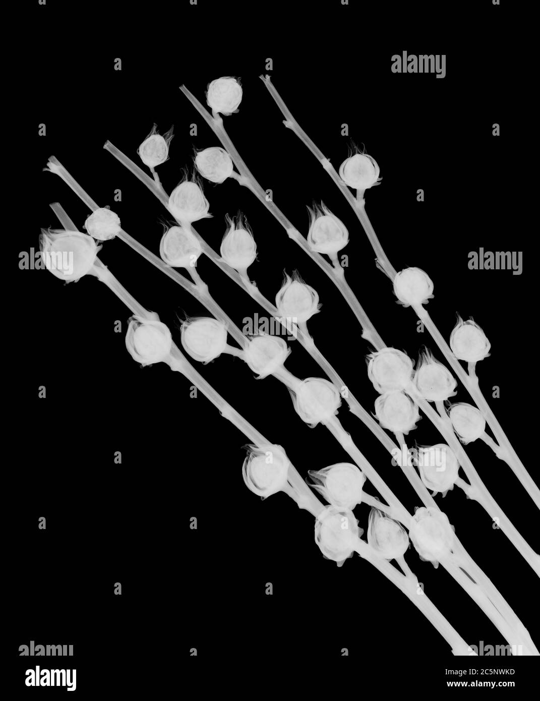 Lanterne chinoise (Physalis sp.), rayons X. Banque D'Images