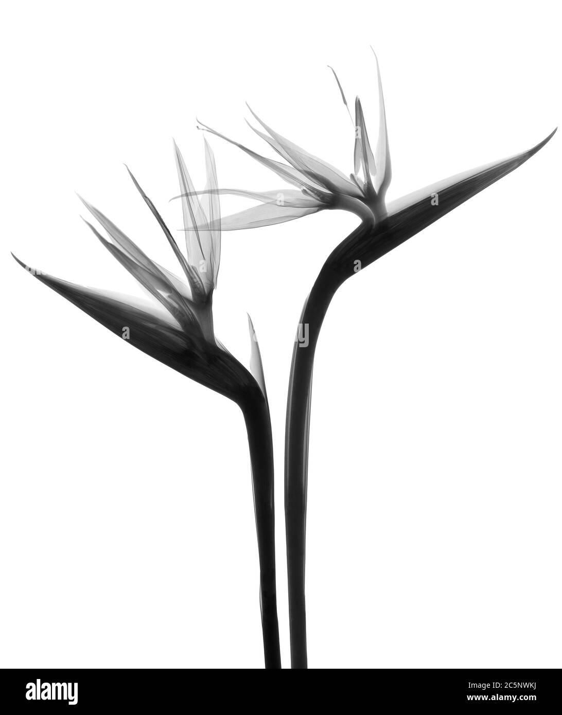 Deux fleurs d'oiseau de paradis (Strelitzia sp.), rayons X. Banque D'Images