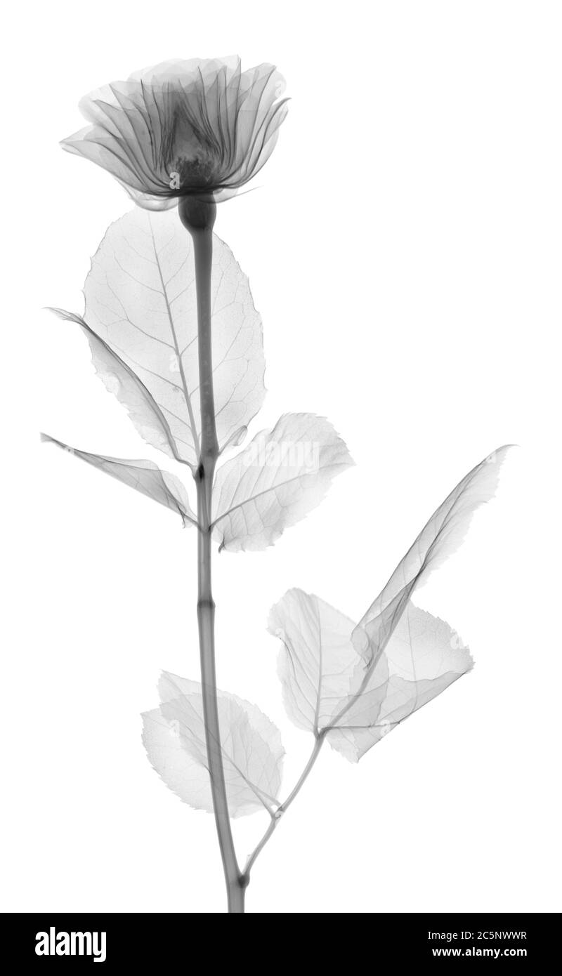 Rose, X-ray. Banque D'Images