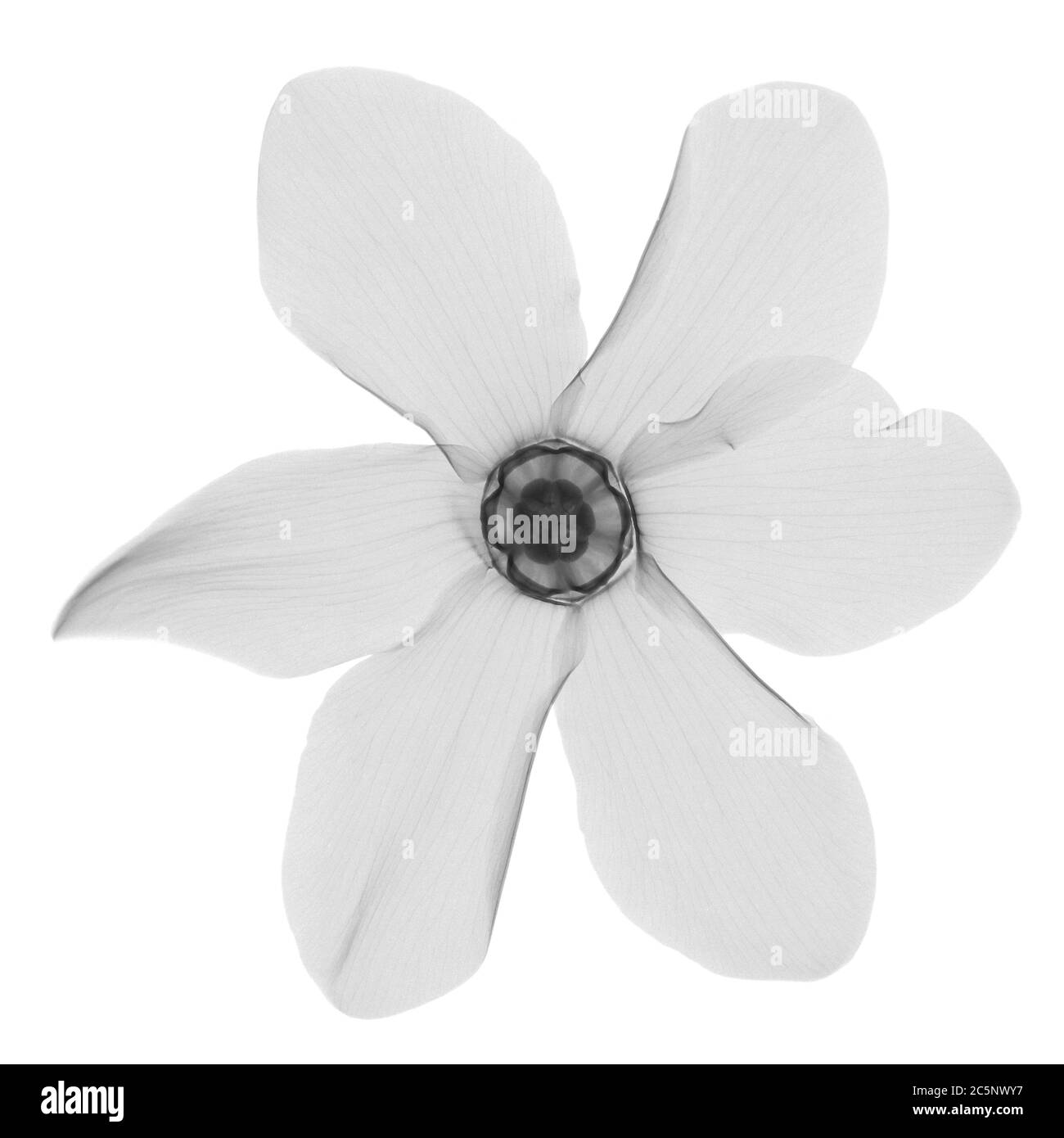 Primula, rayons X. Banque D'Images Primula, rayons X. Banque D'Images