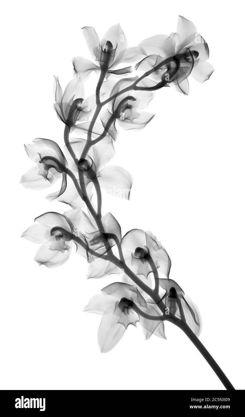 Orchidée cymbidium, rayons X. Banque D'Images