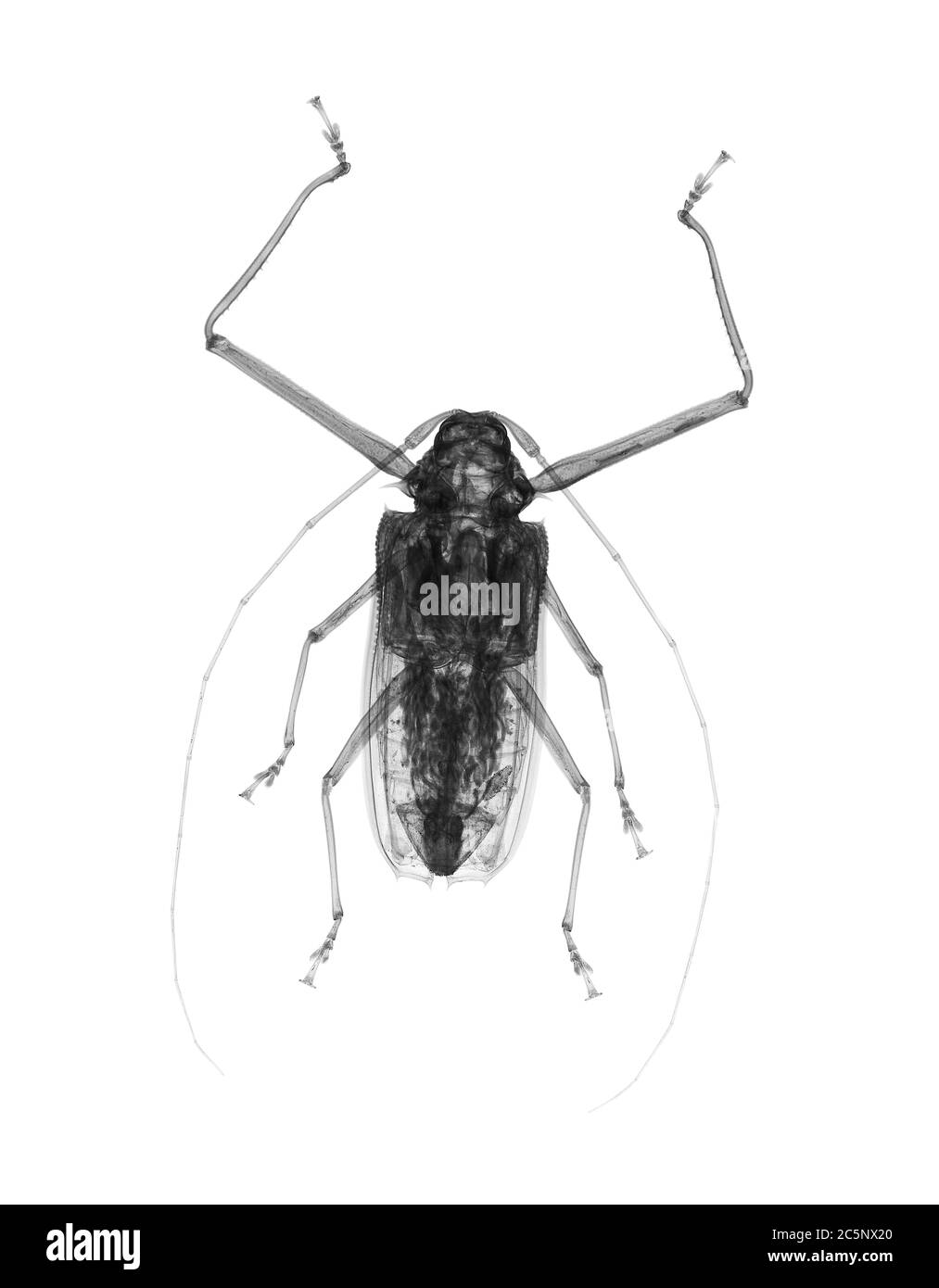 Le coléoptère de l'Arlequin (Acrocinus longimanus), rayons X. Banque D'Images