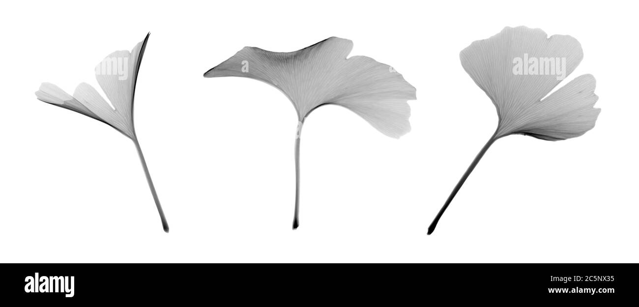 Feuilles de ginkgo biloba, rayons X. Banque D'Images