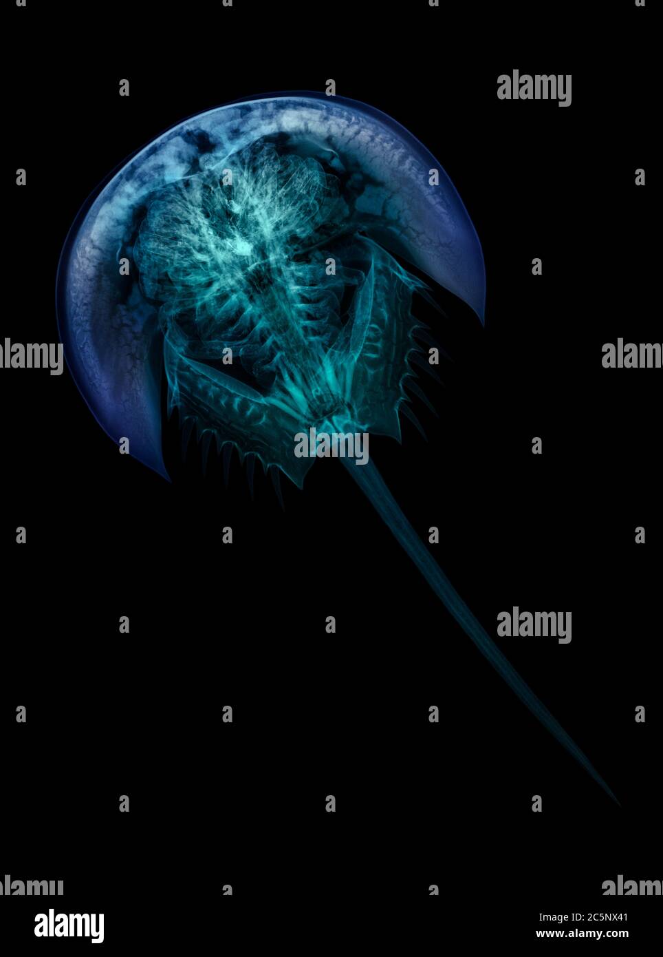 Crabe fer à cheval, rayons X colorés. Banque D'Images