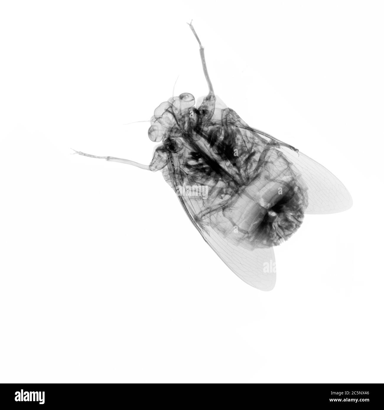 Abeille, rayons X. Banque D'Images