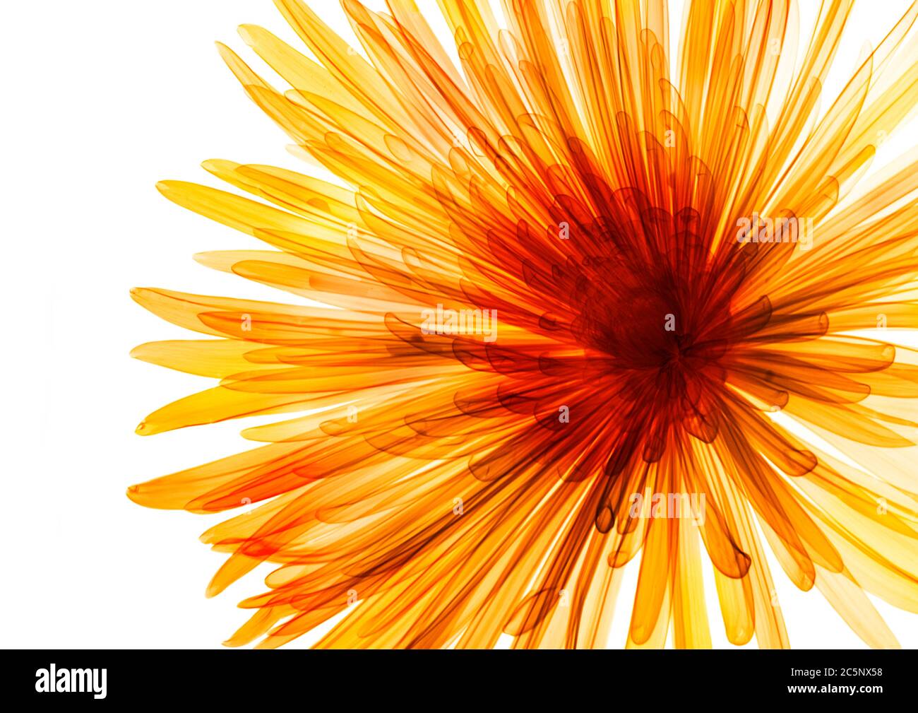 Chrysanthème, rayons X colorés. Banque D'Images