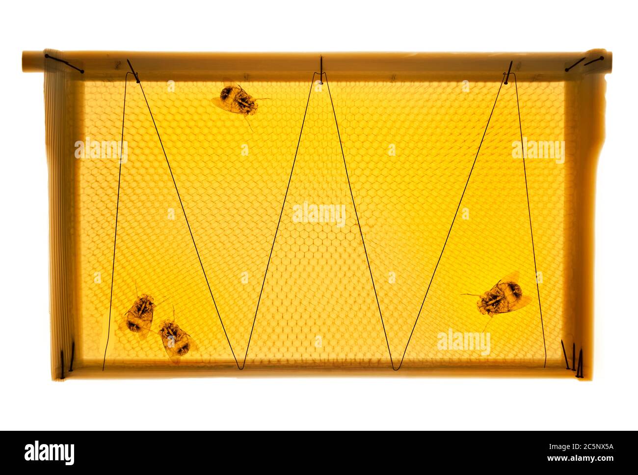 Abeilles et nid d'abeilles, rayons X colorés. Banque D'Images