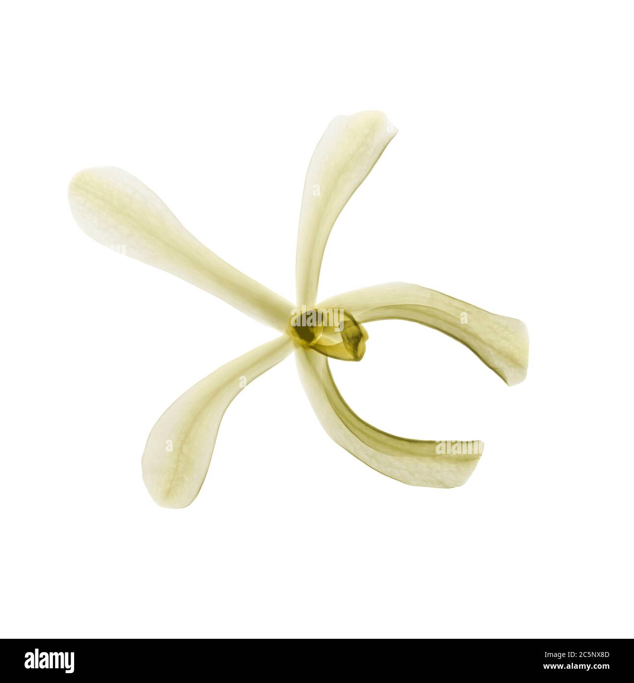 Fleur de vanille (vanille planifolia), rayons X colorés. Banque D'Images Fleur de vanille (vanille planifolia), rayons X colorés. Banque D'Images