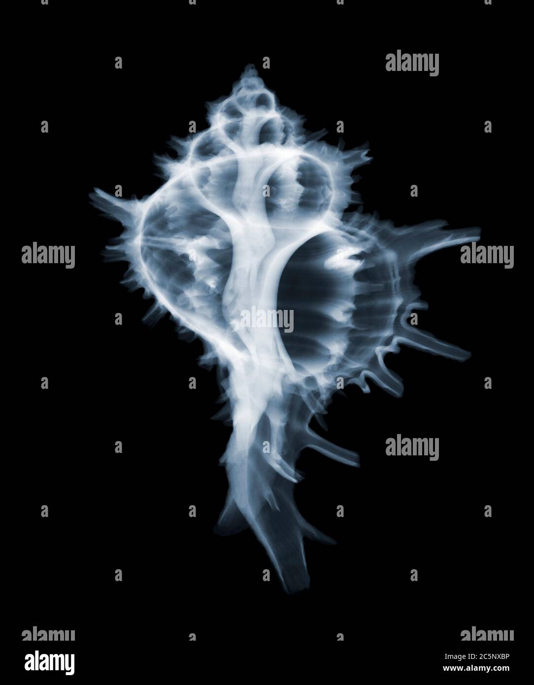 Coquille d'escargot de mer (Hausteltum brandaris), rayons X colorés. Banque D'Images