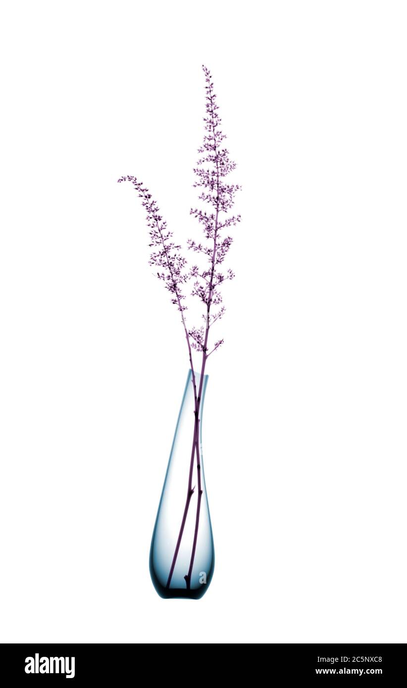 Fleurs dans vase, rayons X de couleur. Banque D'Images