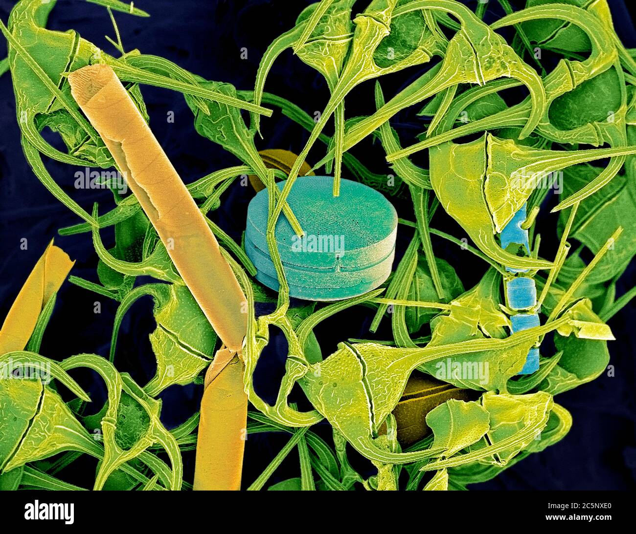 Plancton. Micrographe électronique à balayage coloré (SEM) de plancton contenant principalement des dinoflagellés de Ceratium. Quelques diatomées sont également présentes. Les dinoflagellés sont des protozoaires unicellulaires. Environ 90 % sont trouvés dans les milieux marins comme le plancton. Leur taille varie de 2 millimètres à moins d'un centième de millimètre. Ces spécimens ont été trouvés au large de la côte de l'Écosse. Agrandissement : x200 lorsqu'il est imprimé à 10 centimètres de large. Banque D'Images