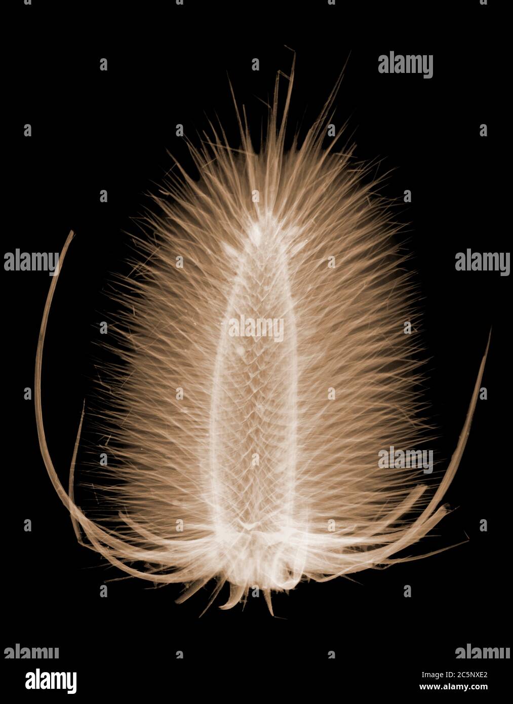 Cuillère à café sauvage (Dipsacus fullonum), rayons X colorés. Banque D'Images