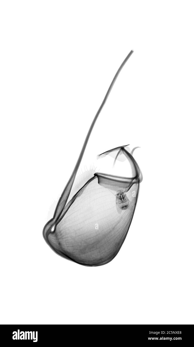 Plante de pichet (Nepenthes x ventrata), rayons X colorés. Banque D'Images
