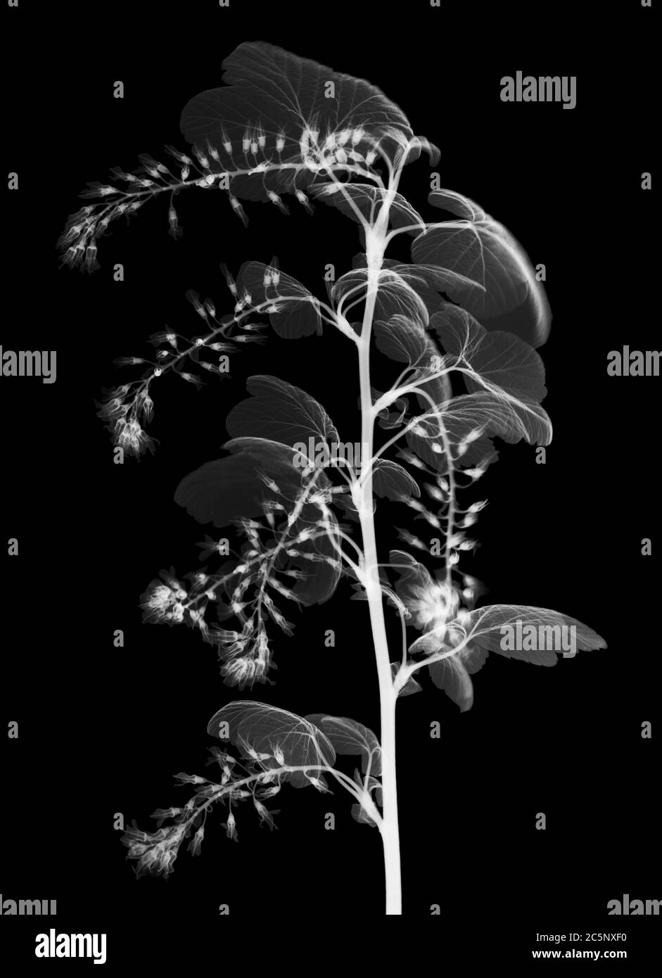 Laurestine (Viburnum tinus), rayons X. Banque D'Images