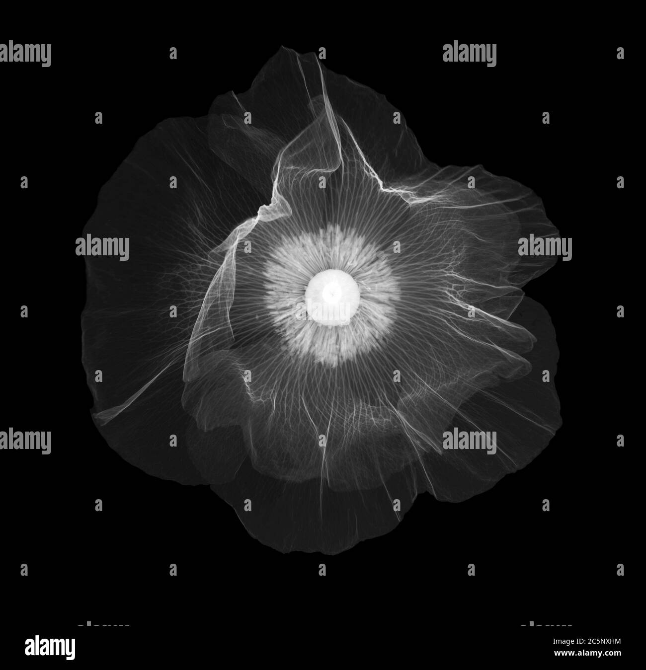 Coquelicot rouge (papaver rhoeas), radiographie. Banque D'Images Coquelicot rouge (papaver rhoeas), radiographie. Banque D'Images