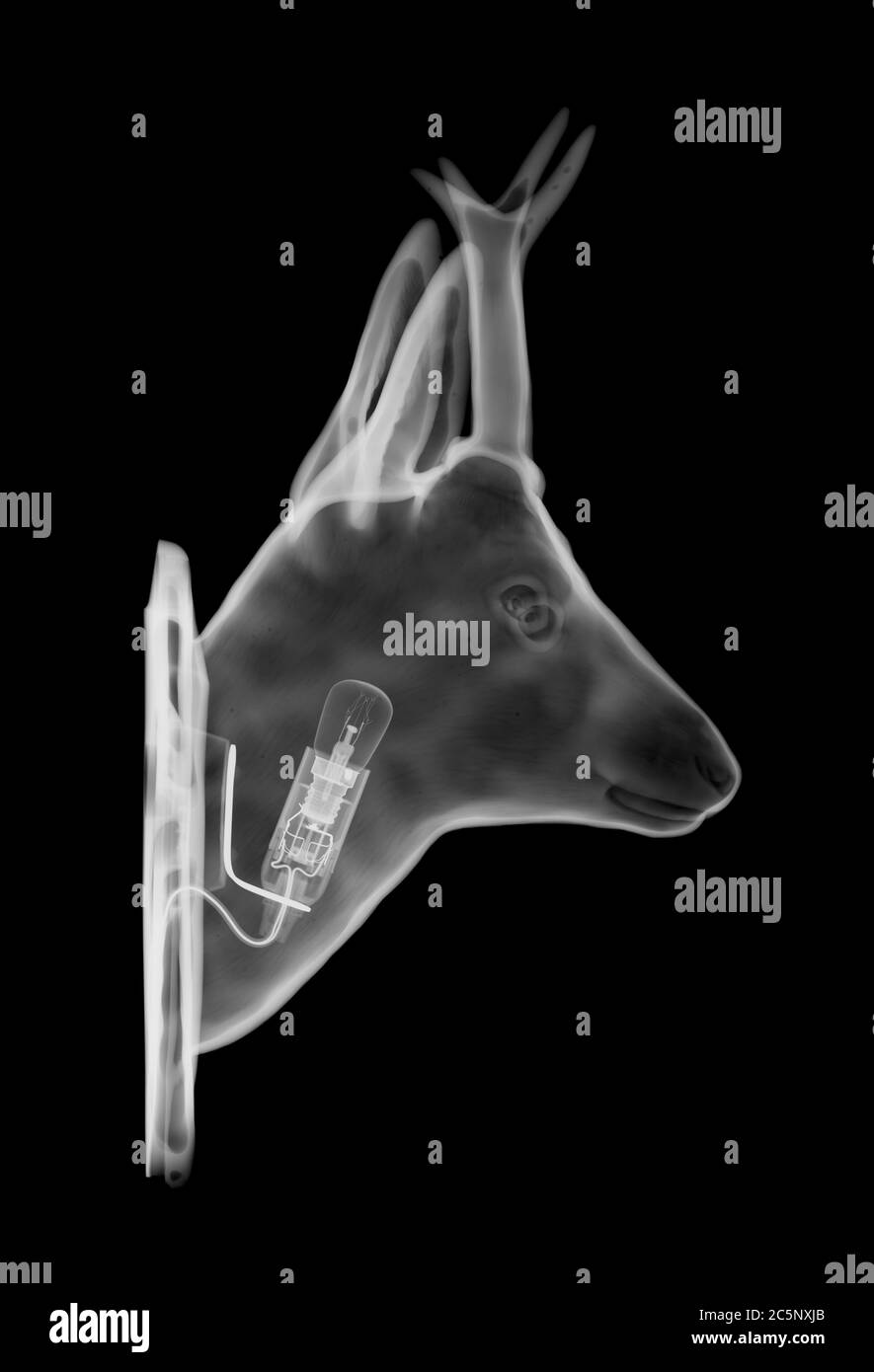 Tête de cerf avec ampoule, rayons X. Banque D'Images