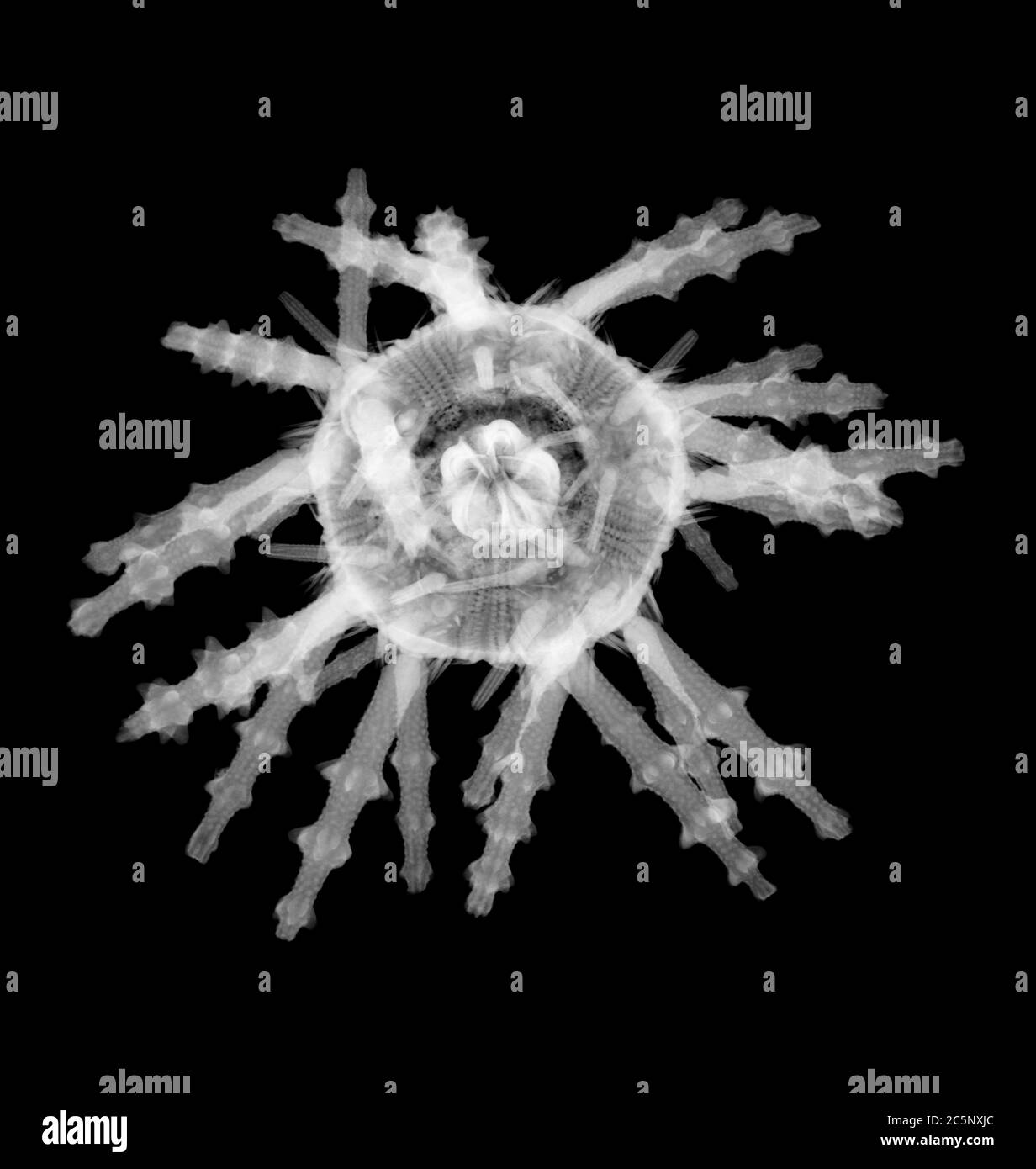 Oursin de mer (Spoutnik urchin), radiographie. Banque D'Images Oursin de mer (Spoutnik urchin), radiographie. Banque D'Images