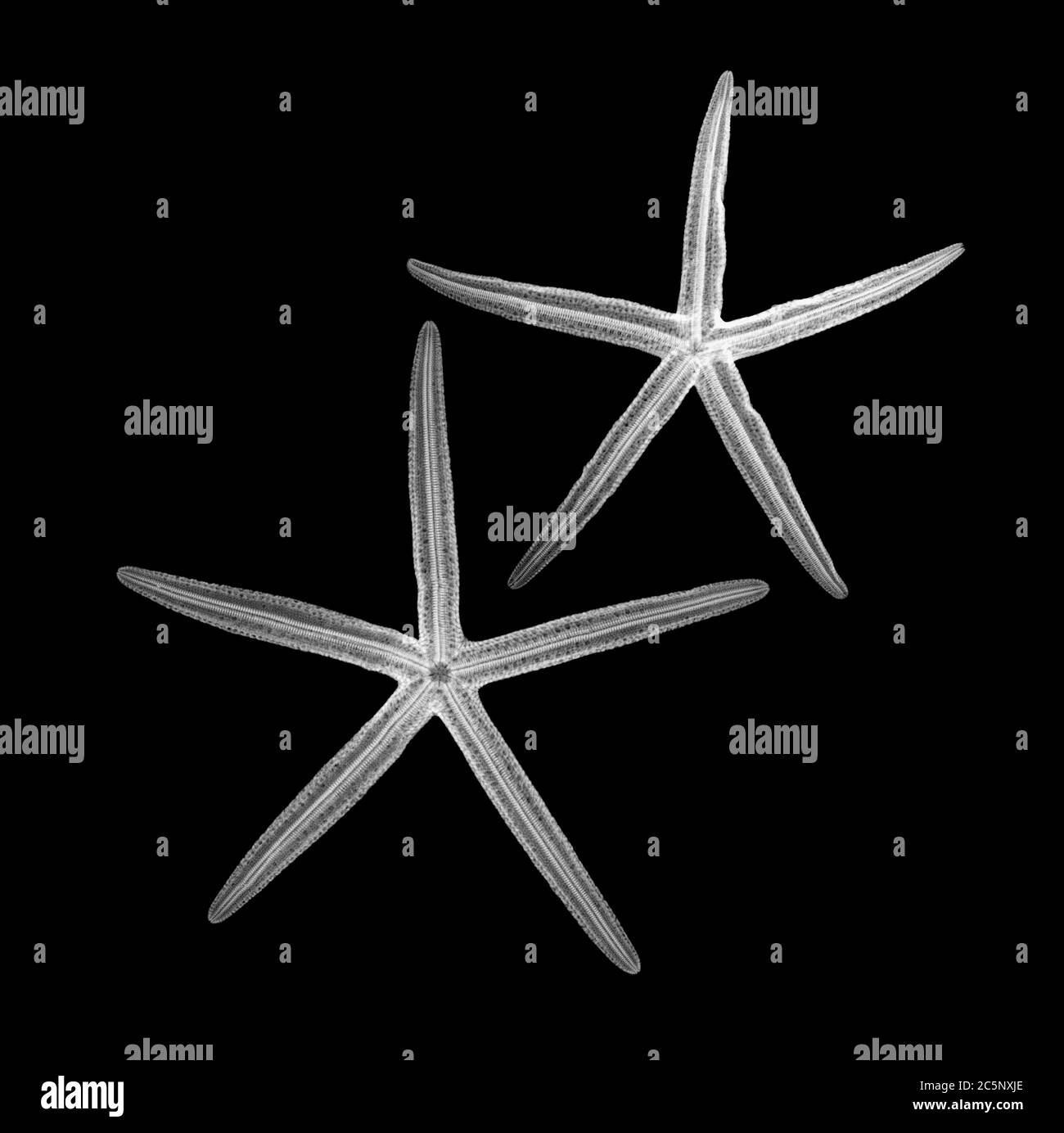 Starfish, X-ray. Banque D'Images