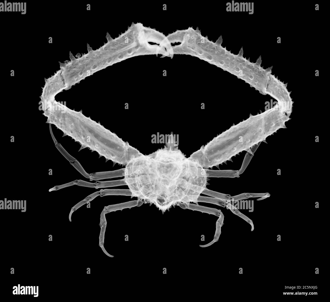 Crabe cancer à bras long (Parthenope longimanus), rayons X. Banque D'Images