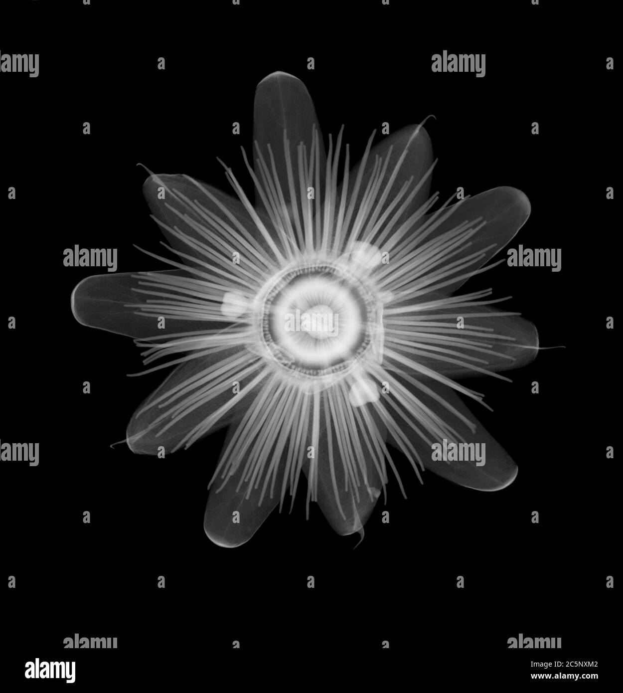 Tête de fleur de passion (Passiflora caerulea), rayons X. Banque D'Images