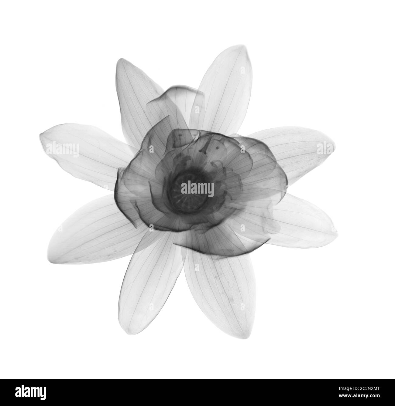 Nénuphars (Nymphea odorata), rayons X. Banque D'Images