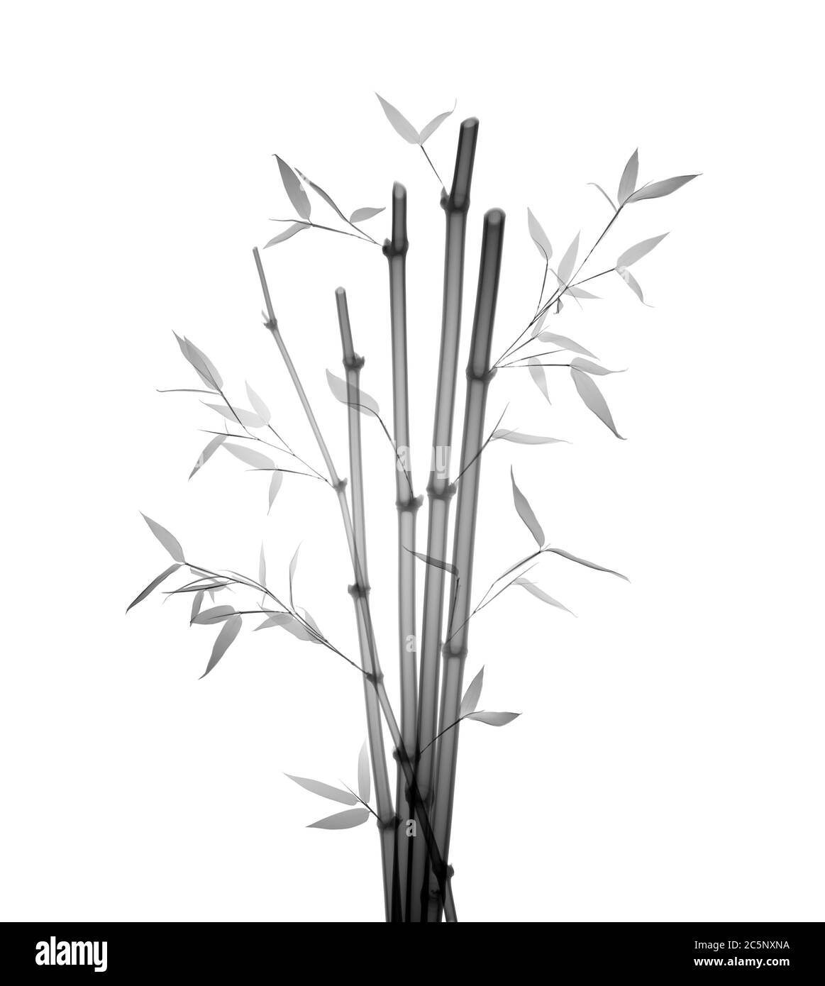 Bambou (Phyllostachys aurea), rayons X. Banque D'Images