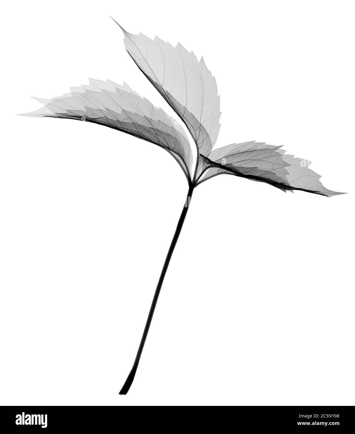 Branche de feuilles de noisette, rayons X. Banque D'Images