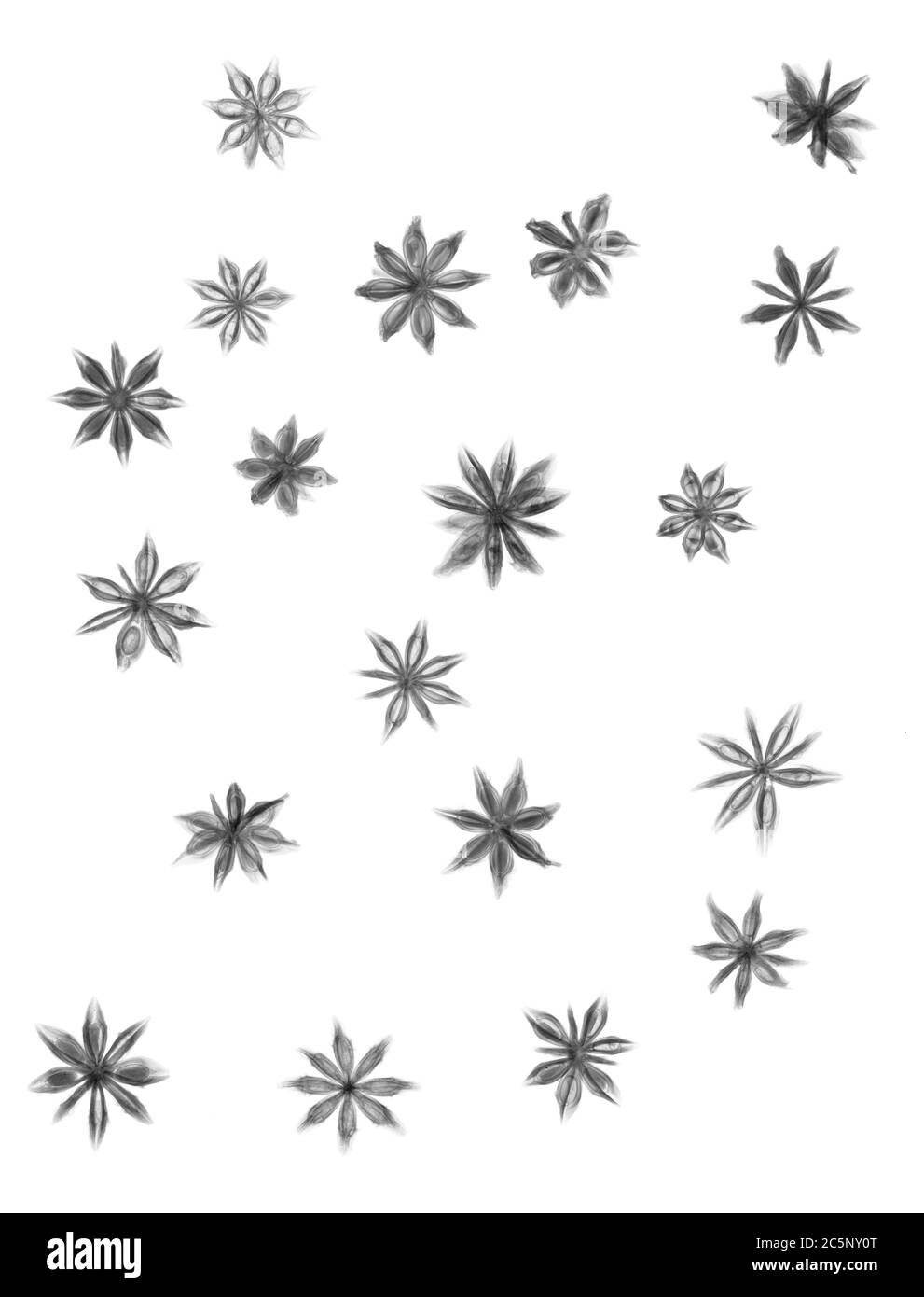 Anis étoilé, rayons X. Banque D'Images