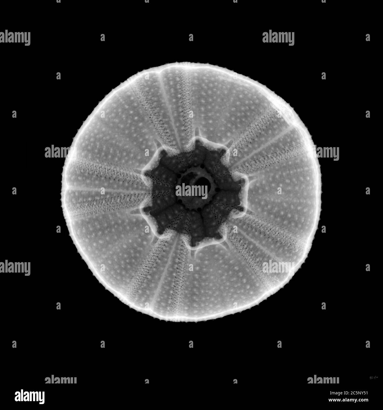 Oursin de mer (Echinus esculentus), rayons X. Banque D'Images